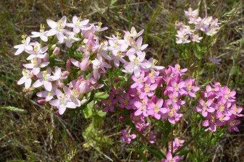 Goldenger za zavrnitev alkohola